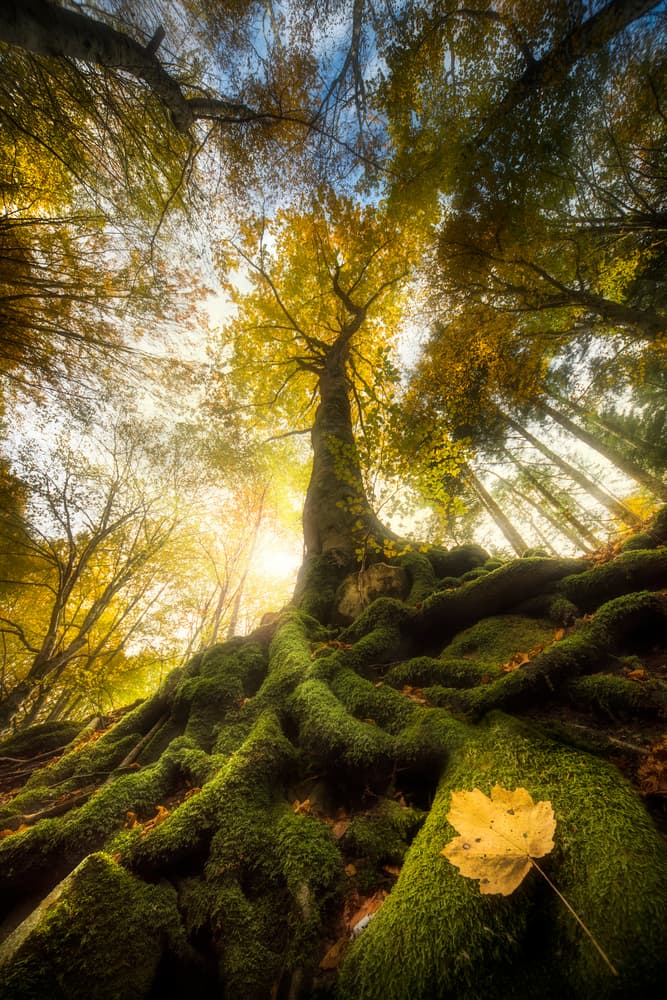 Golden Light Forest Roots by Alberto Ghizzi Panizza — canvas wall art