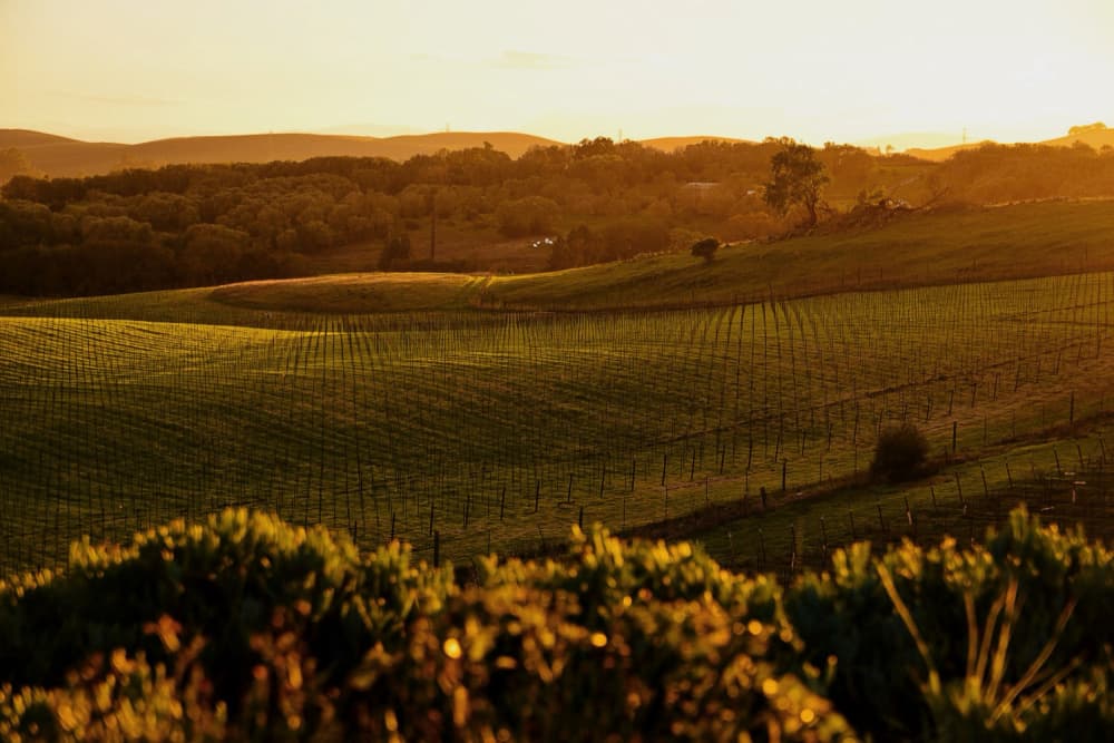 Golden Vineyard Sunset by Del Mundo Imagery — canvas wall art