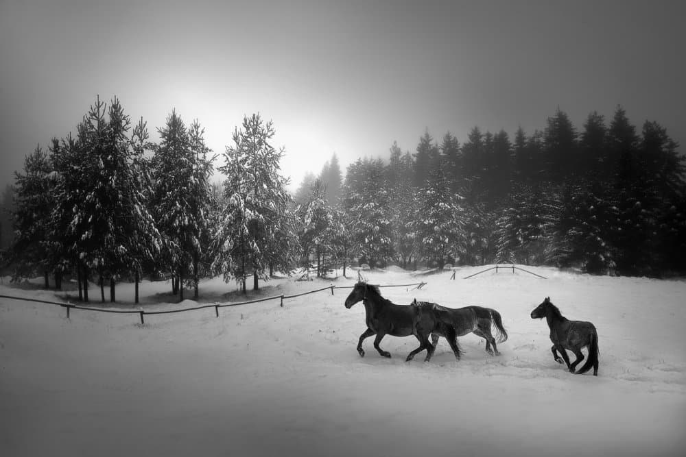 Wild Horses Winter Forest by Todor Tanev — canvas wall art