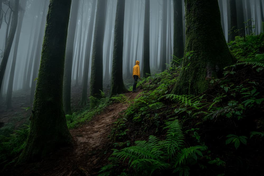 Misty Forest Wanderer by Ambar Saha — canvas wall art