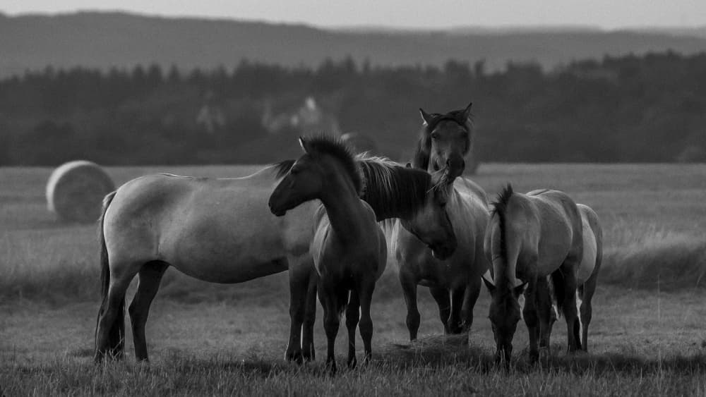 Horse Herd At Twilight by Cembrzynski Ignacy — canvas wall art