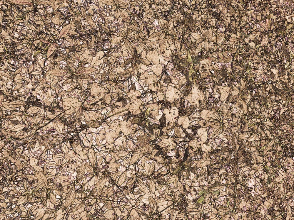Organic Leaf Pattern by Santhosh ch — canvas wall art
