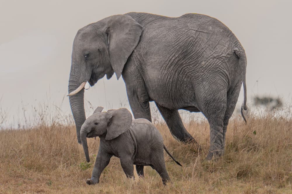 Baby Elephant With Mom by Dirk Koster — canvas wall art