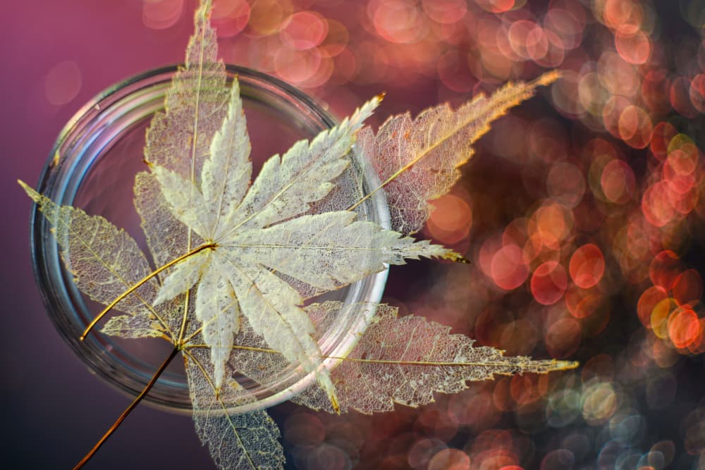 Delicate Maple Skeletons by Shihya Kowatari — canvas wall art