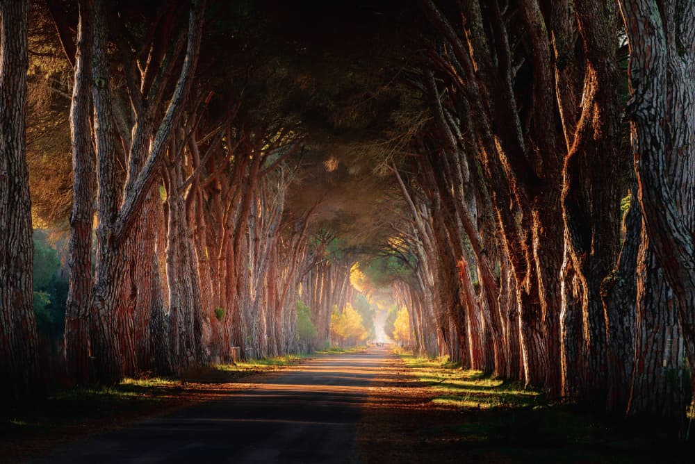 Golden Tree Tunnel by Wei (David) Dai — canvas wall art