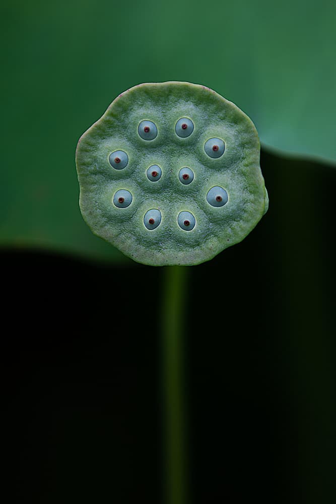Serene Lotus Pod by Yanny Liu — canvas wall art