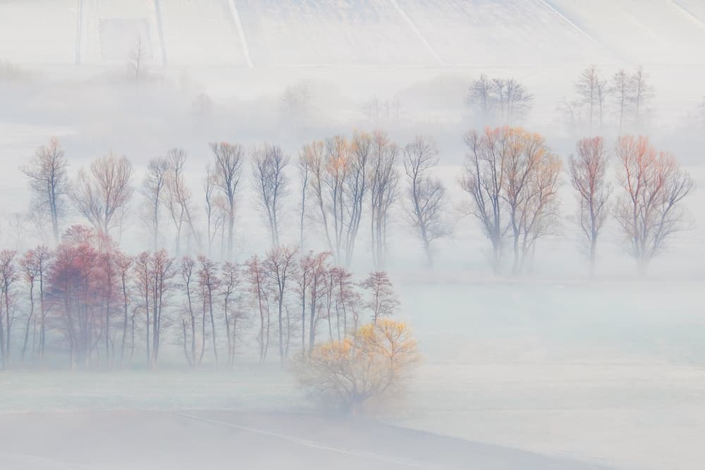Misty Autumn Trees by Ales Komovec — canvas wall art