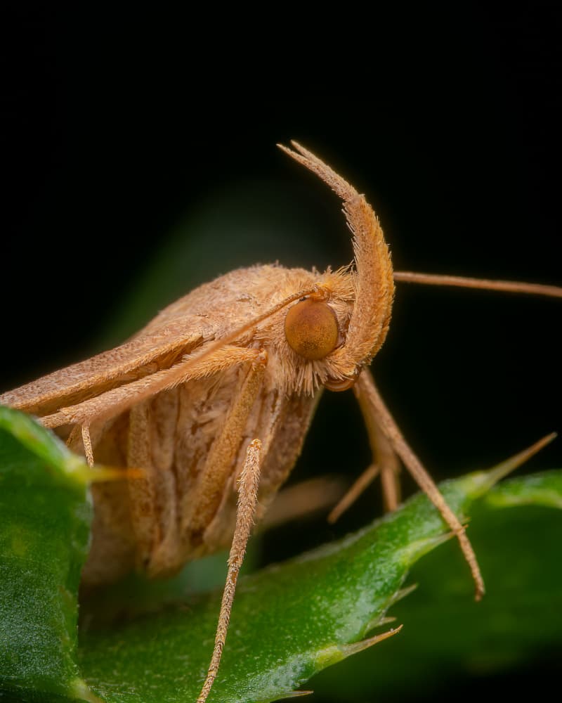 Detailed Moth Portrait by Eduard Andrica — canvas wall art