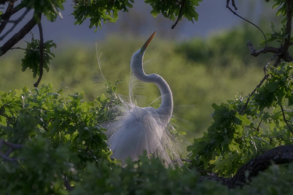Elegant Egret Display by Sheila Xu — canvas wall art
