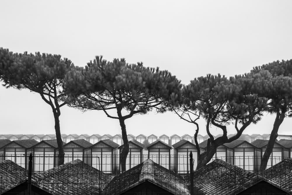 Coastal Huts and Pines by Fiorenzo Rondi — canvas wall art