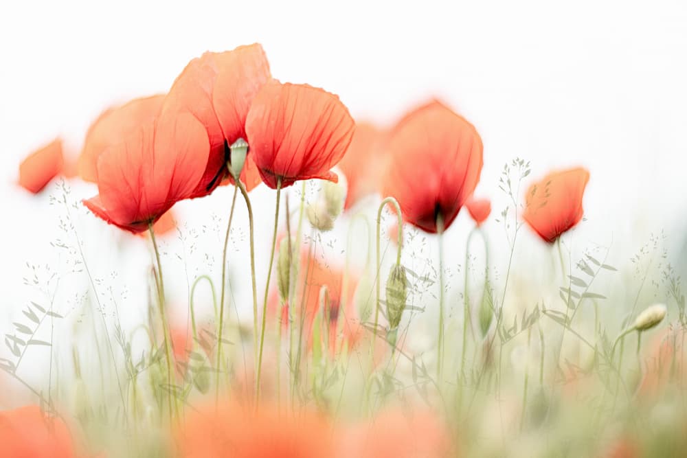 Summer day by Nel Talen — canvas wall art