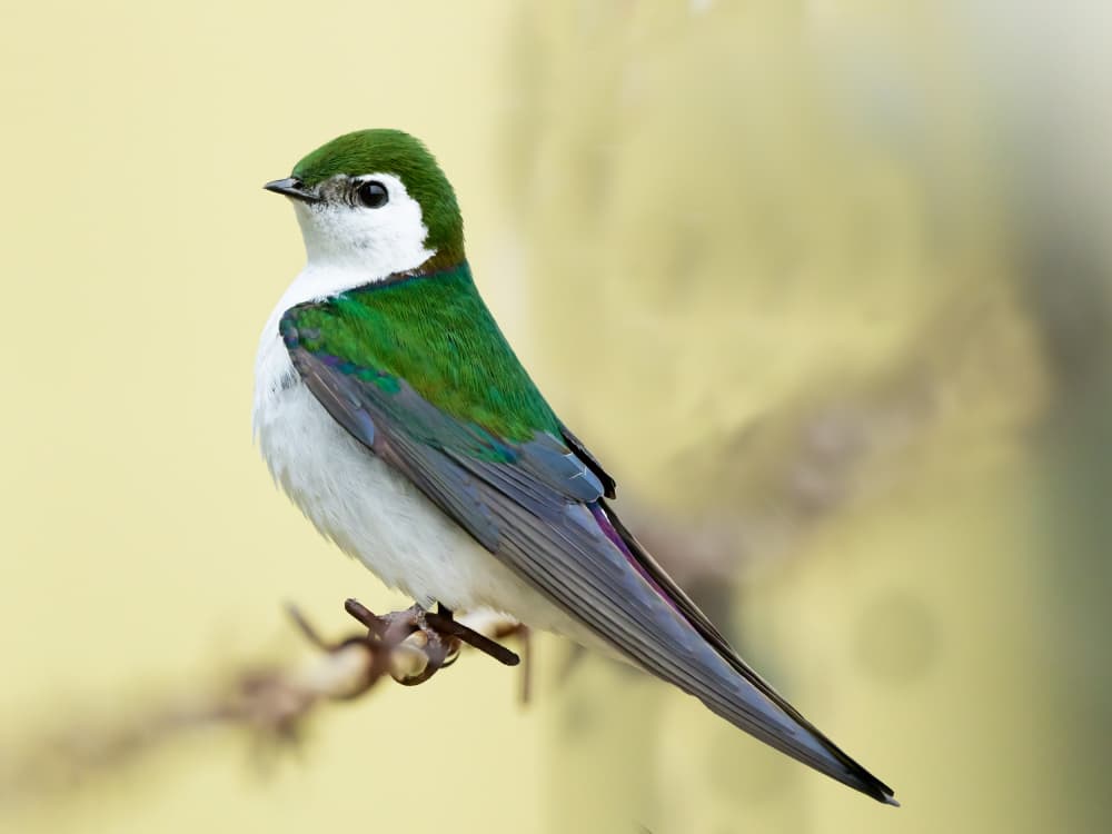 Vibrant Green Swallow by Moses Wang — canvas wall art