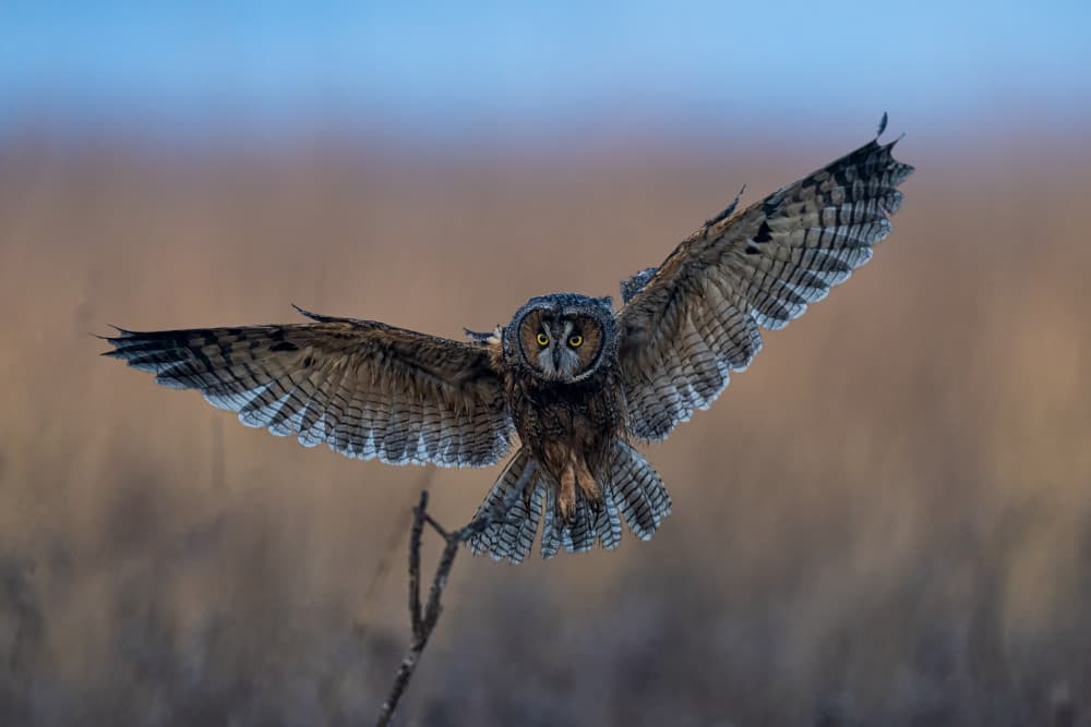 Majestic Owl Flight by Max Wang — canvas wall art