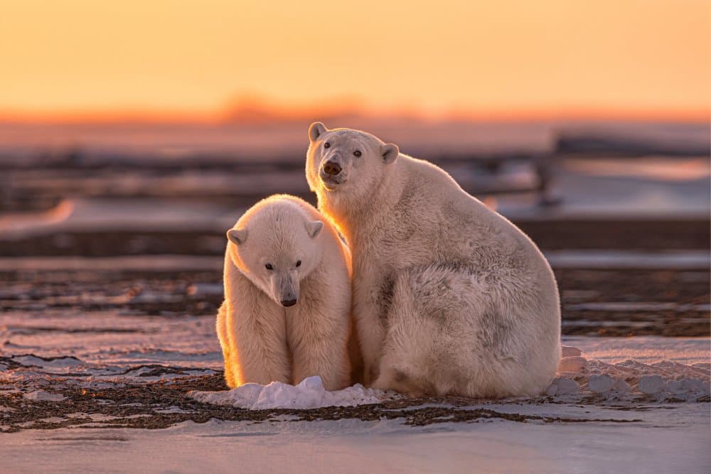 Arctic Bears Golden Light by Max Wang — canvas wall art