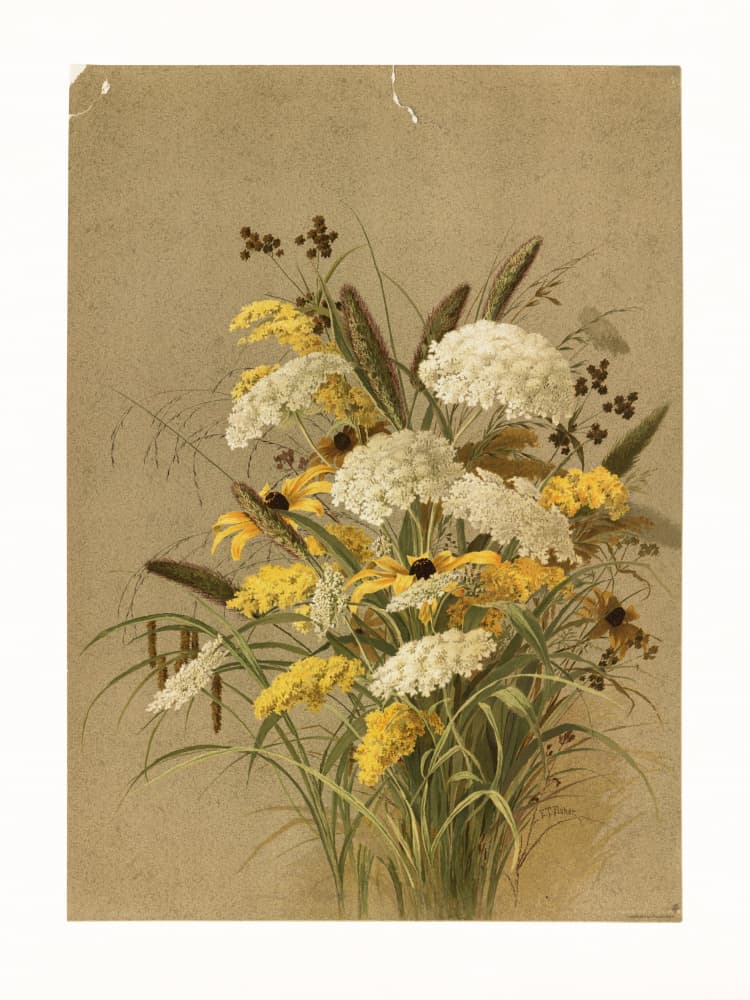 Hemlock, Ox Eye Grasses and Golden Rod