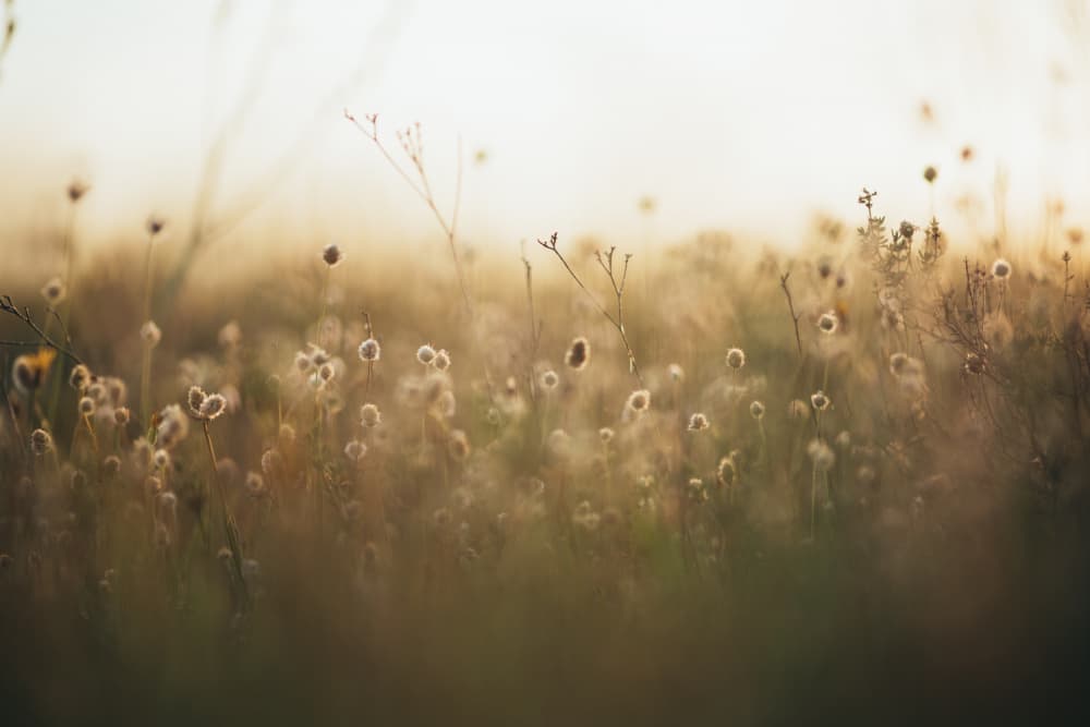Whispers of Dawn by Javier Pardina — canvas wall art