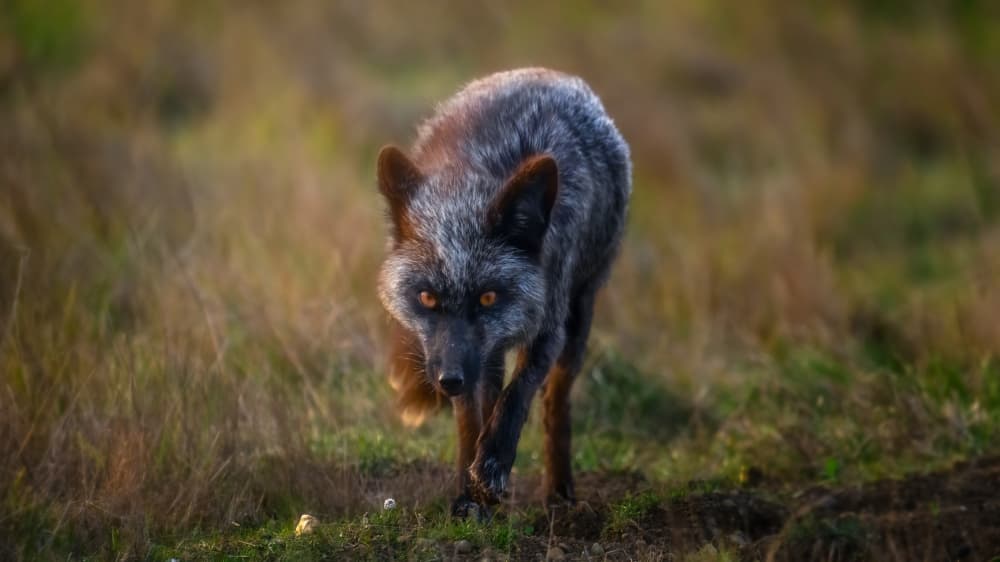 Intense Silver Fox by Hanping Xiao — canvas wall art