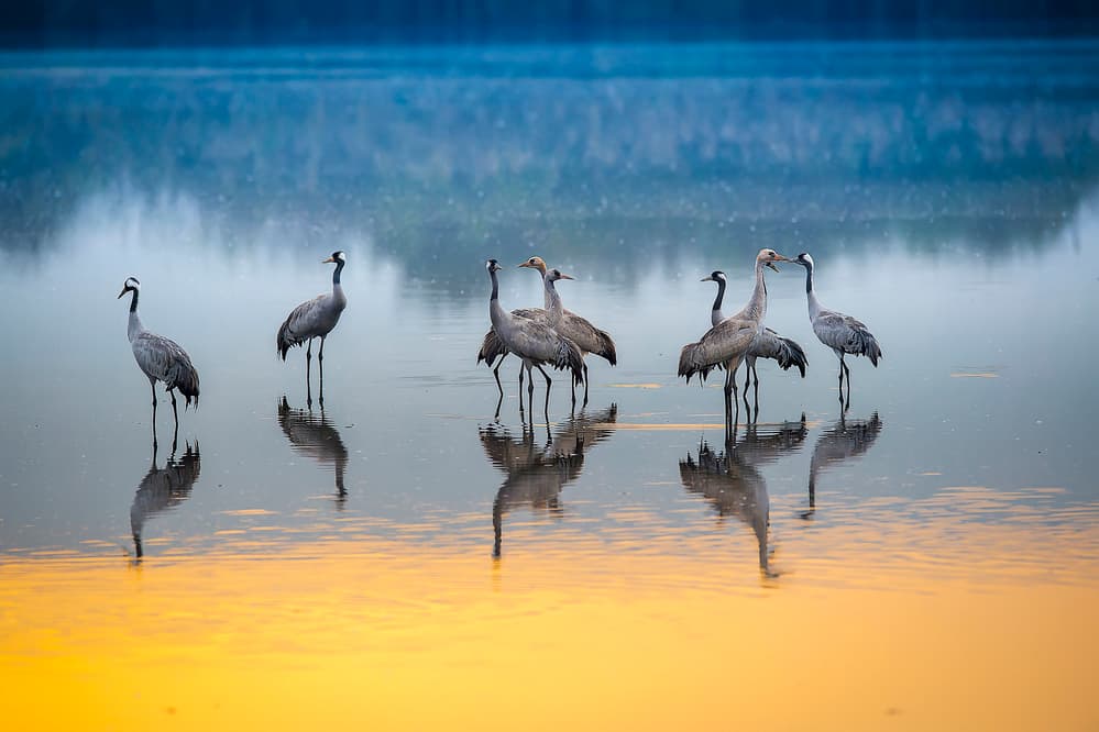 Golden Hour Cranes by Eyal Amer — canvas wall art
