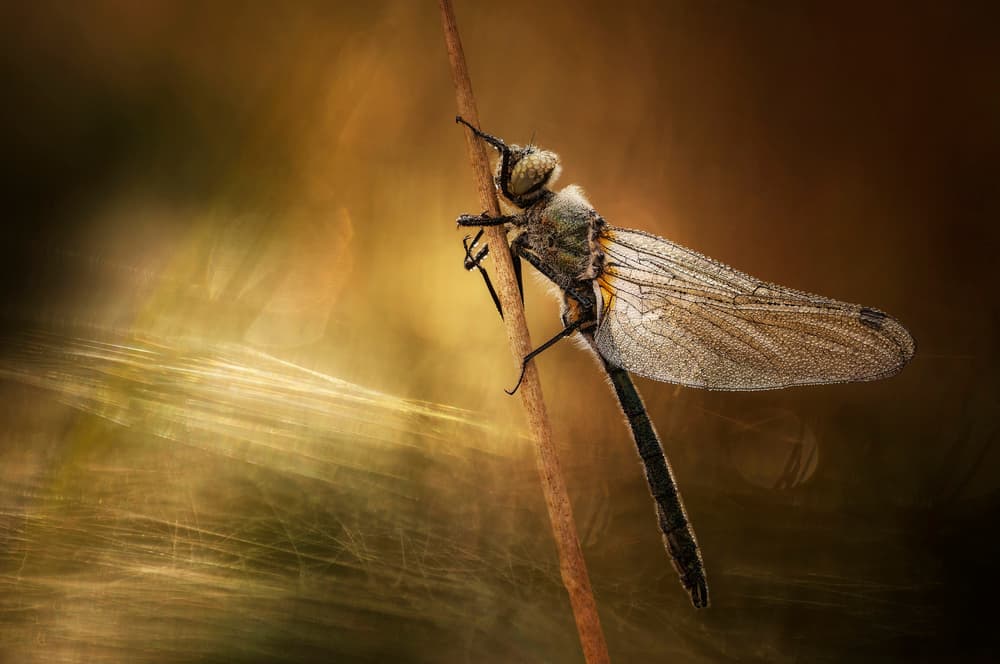 Dewy Dragonfly Perched by Anton van Dongen — canvas wall art