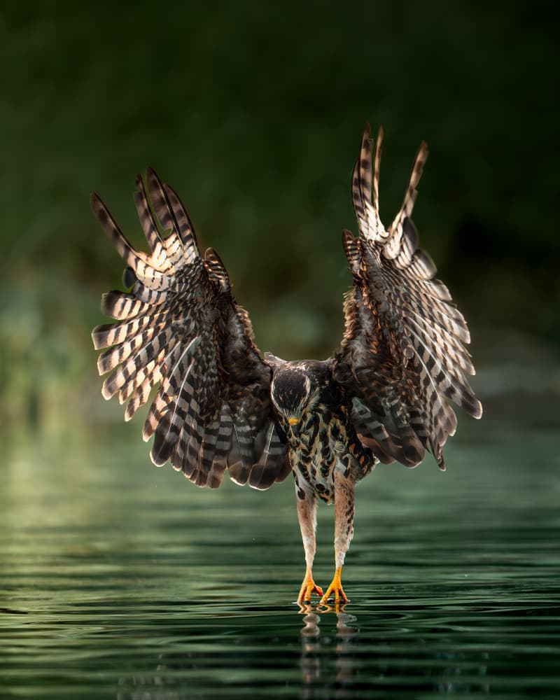 Graceful Water Hunter by Lisandro PEREZ — canvas wall art
