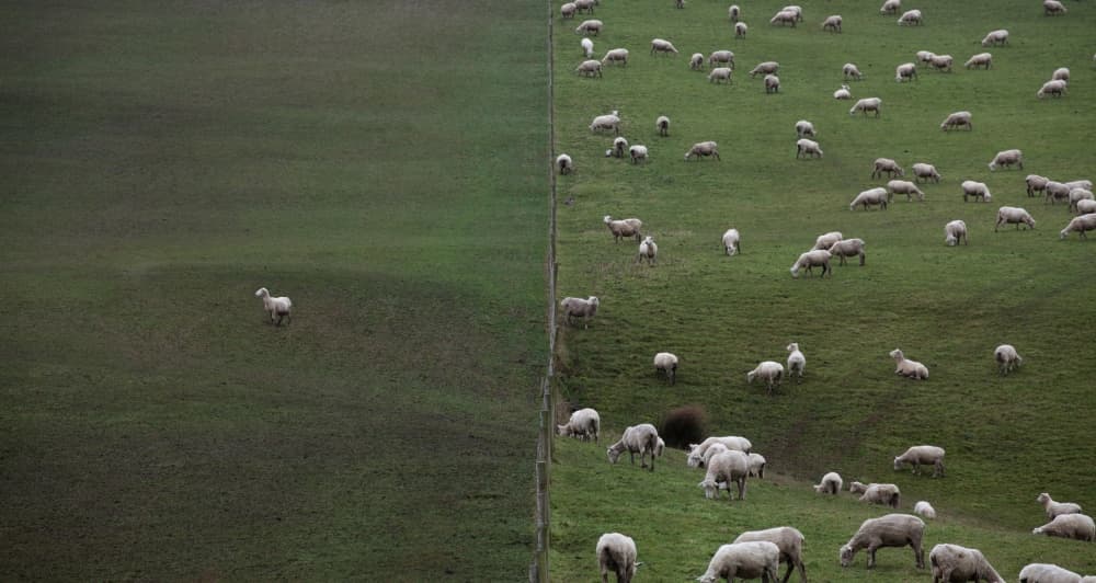 Lone Sheep and Flock by John Kitching — canvas wall art