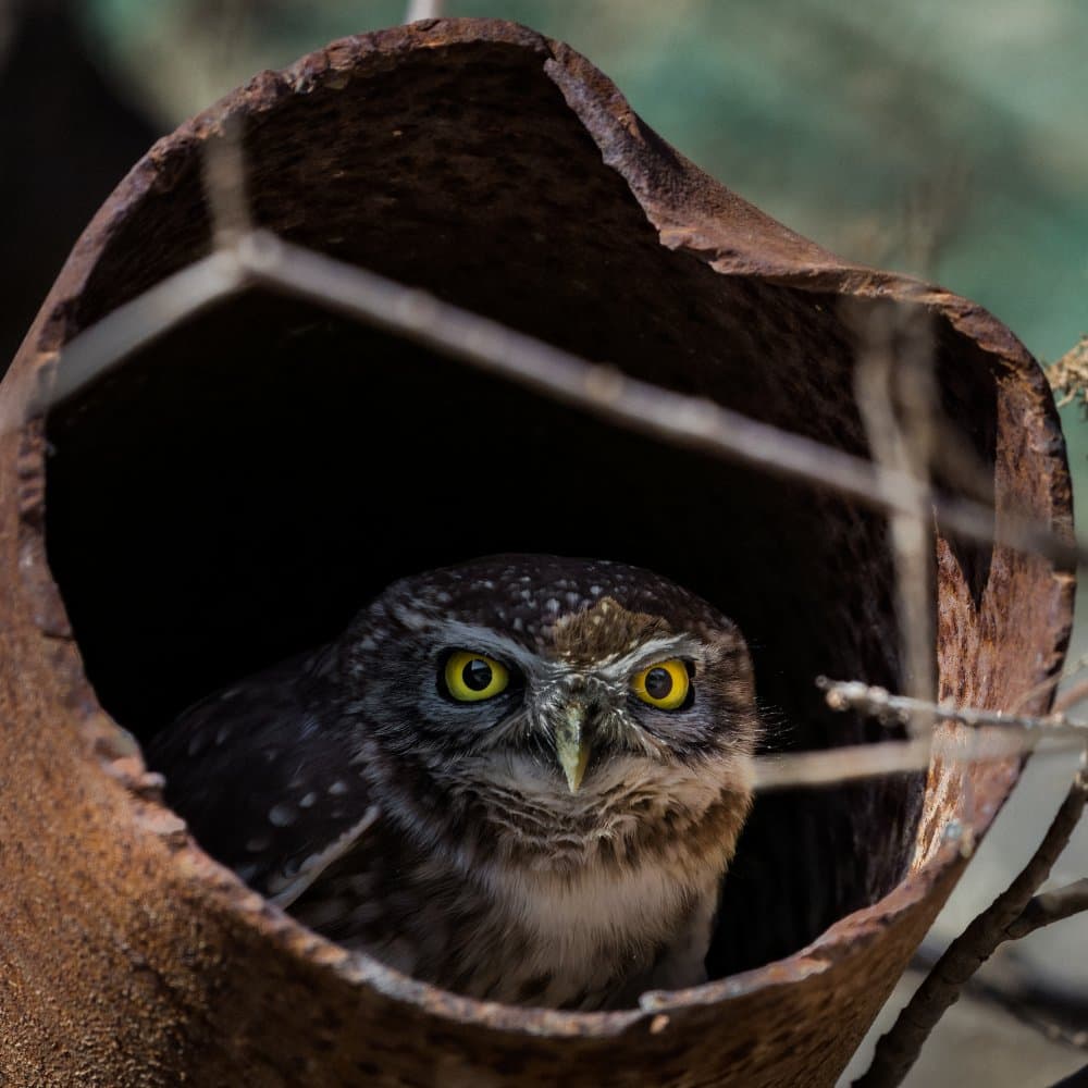 Watchful Owl In Hollow by Michael Kalika — canvas wall art