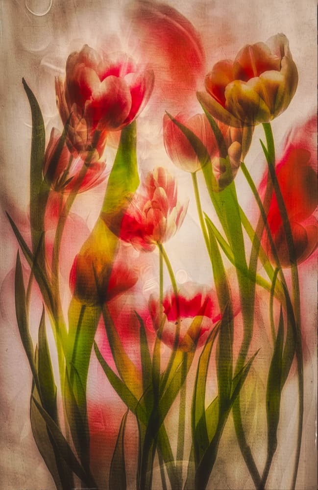 Dreamy Red Tulips by Hilda van der Lee — canvas wall art