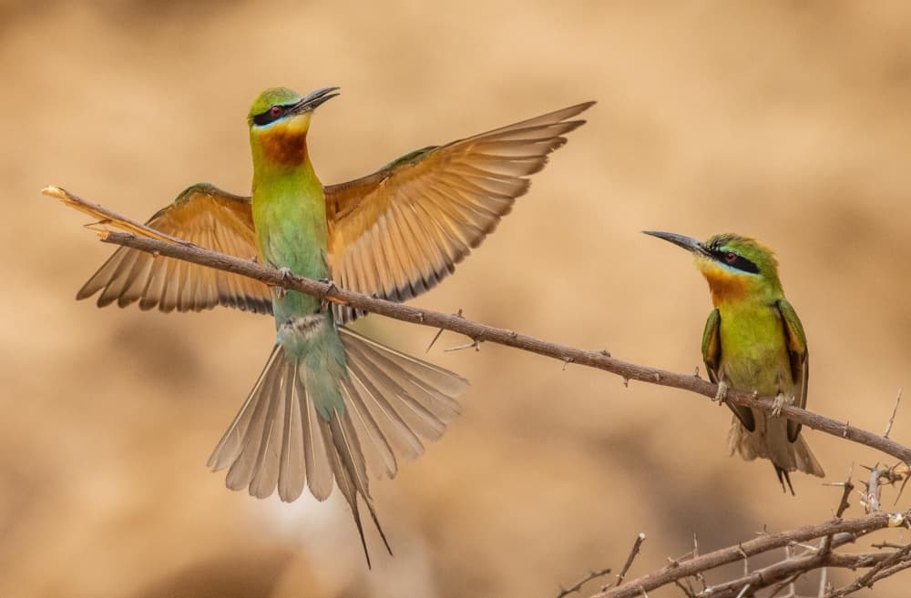 Two Colorful Bee Eaters by Manish Nagpal — canvas wall art