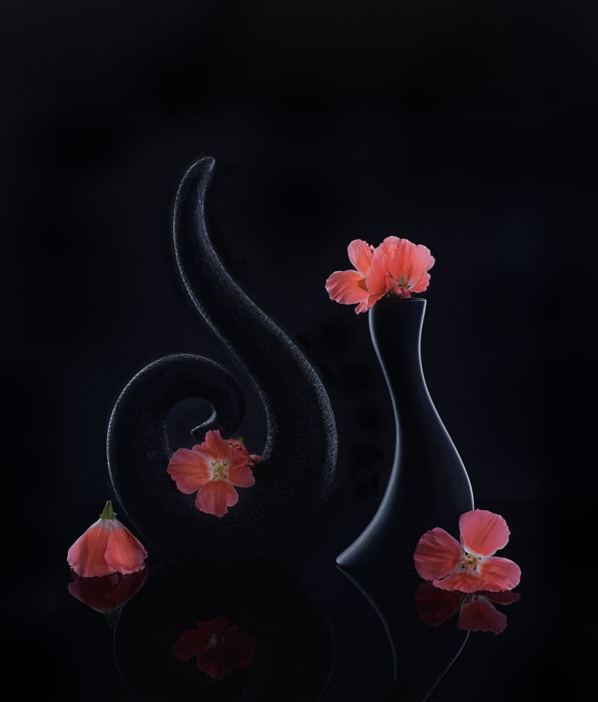 Coral Blooms on Black by Alice Sheng — canvas wall art