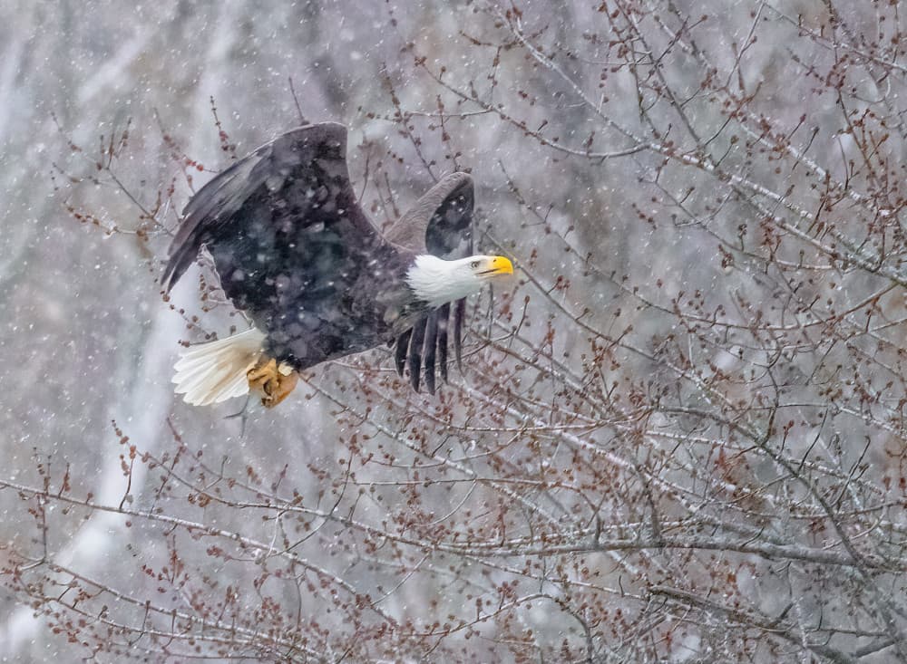 Winter Eagle Flight by Leechee Z — canvas wall art