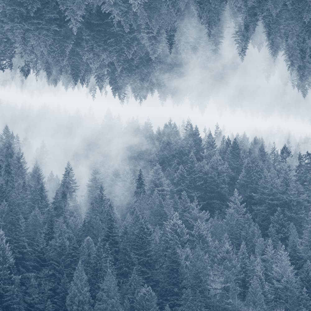 Misty Forest Reflection by Lynann Colligan — canvas wall art