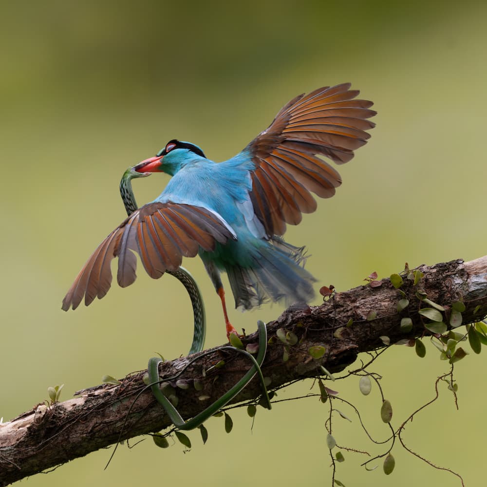 Blue Bird Snake Confrontation by Lisdiyanto Suhardjo — canvas wall art