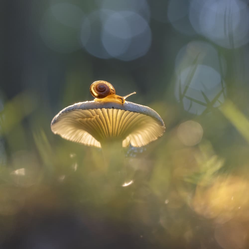 Snail on Glowing Mushroom by Sally Widjaja — canvas wall art
