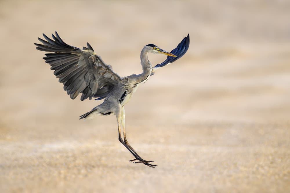 Graceful Heron Landing by Mallal Moshe — canvas wall art