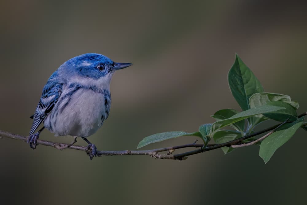 Vibrant Blue Warbler by Jacob (Jian) Xu — canvas wall art