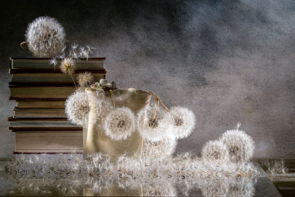 Delicate Dandelion Still Life by Igor Kopcev — canvas wall art
