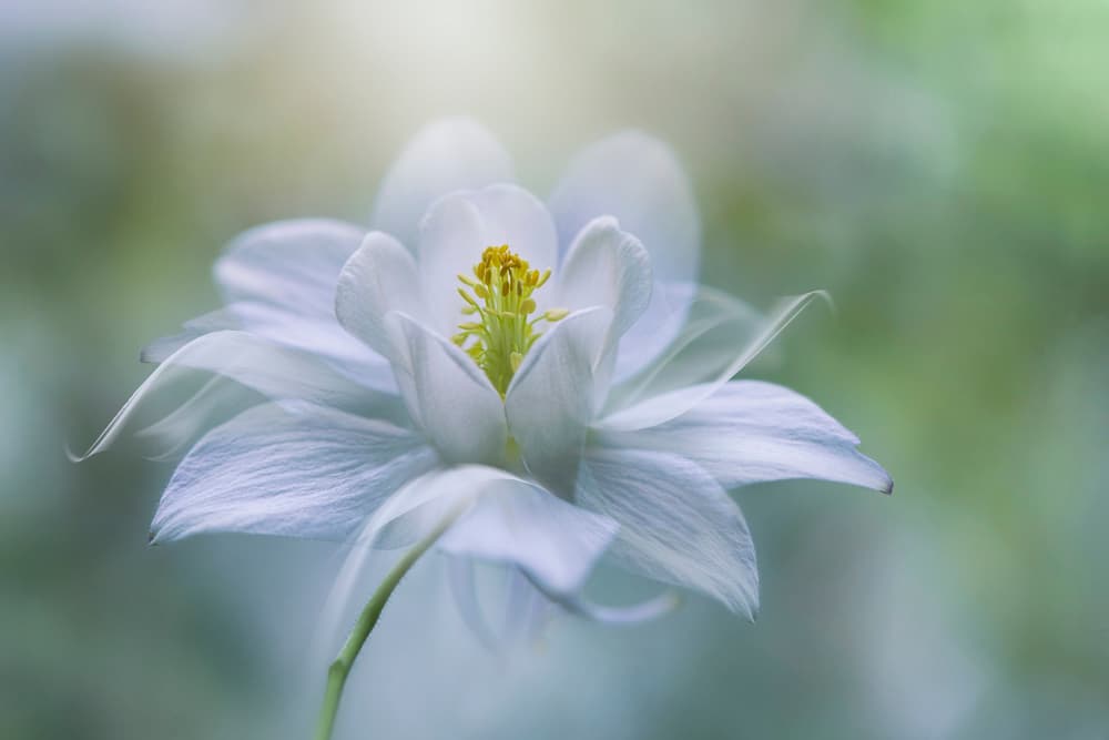 Delicate White Bloom by Jacky Parker — canvas wall art
