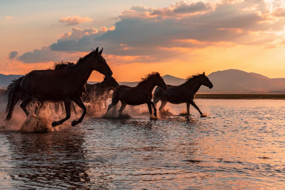 Wild Horses Sunset Run by BARKAN TEKDOGAN — canvas wall art