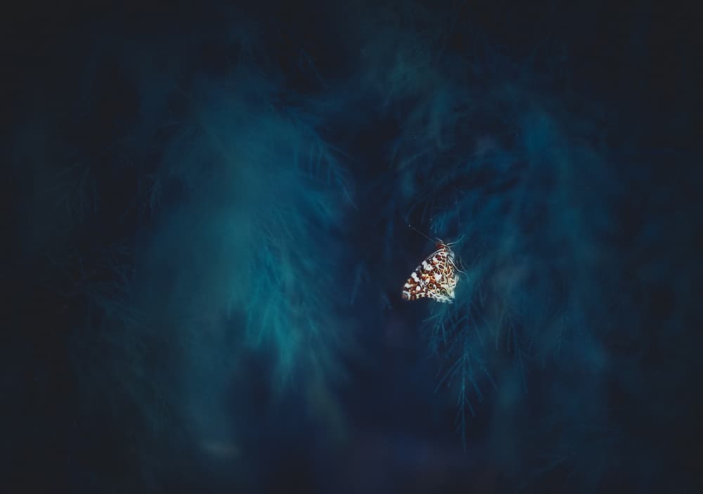 Delicate Forest Butterfly by José Antonio Sánchez — canvas wall art