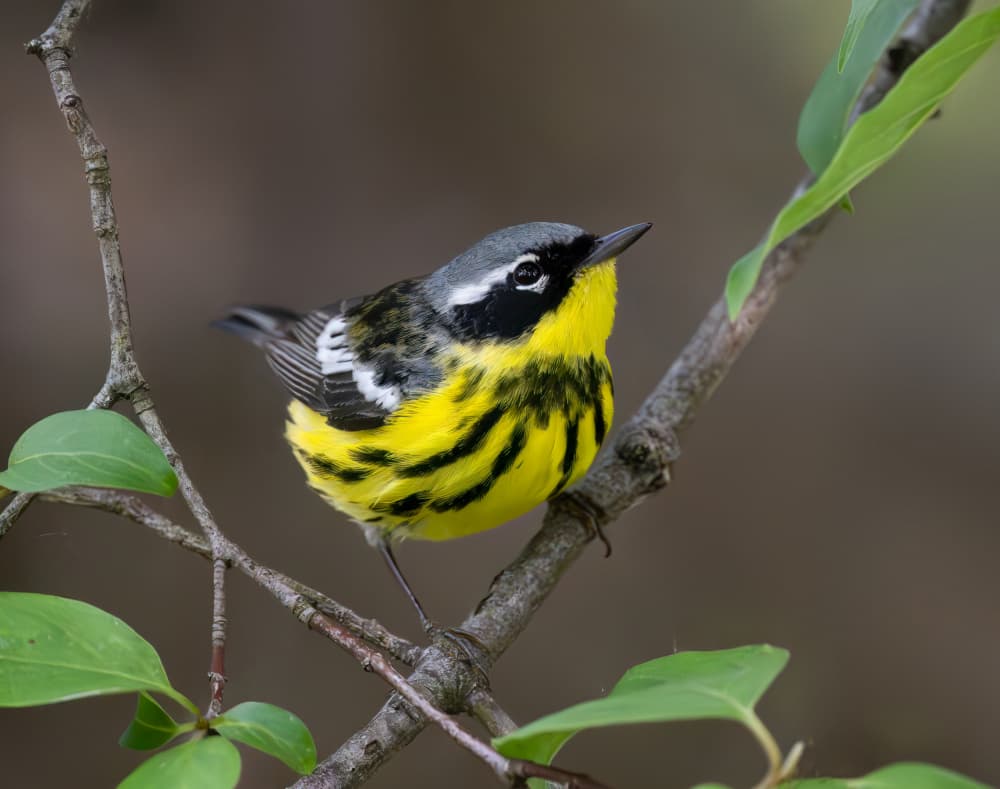 Vibrant Yellow Warbler Perched by Yunqiang Li — canvas wall art