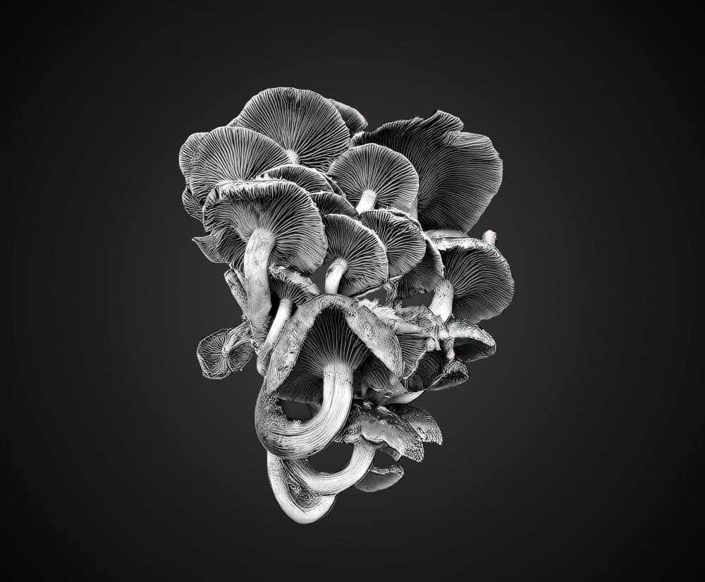 Dark Mushroom Cluster by Sunil Kulkarni — canvas wall art