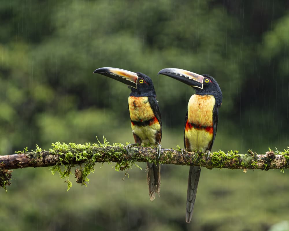 Jungle Toucans in Rain by Saurabh Dhanorkar — canvas wall art