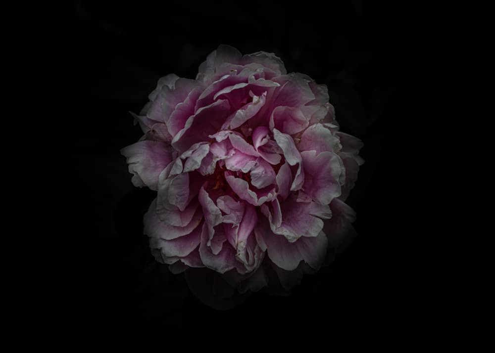 Elegant Pink Peony by The Learning Curve Photography — canvas wall art