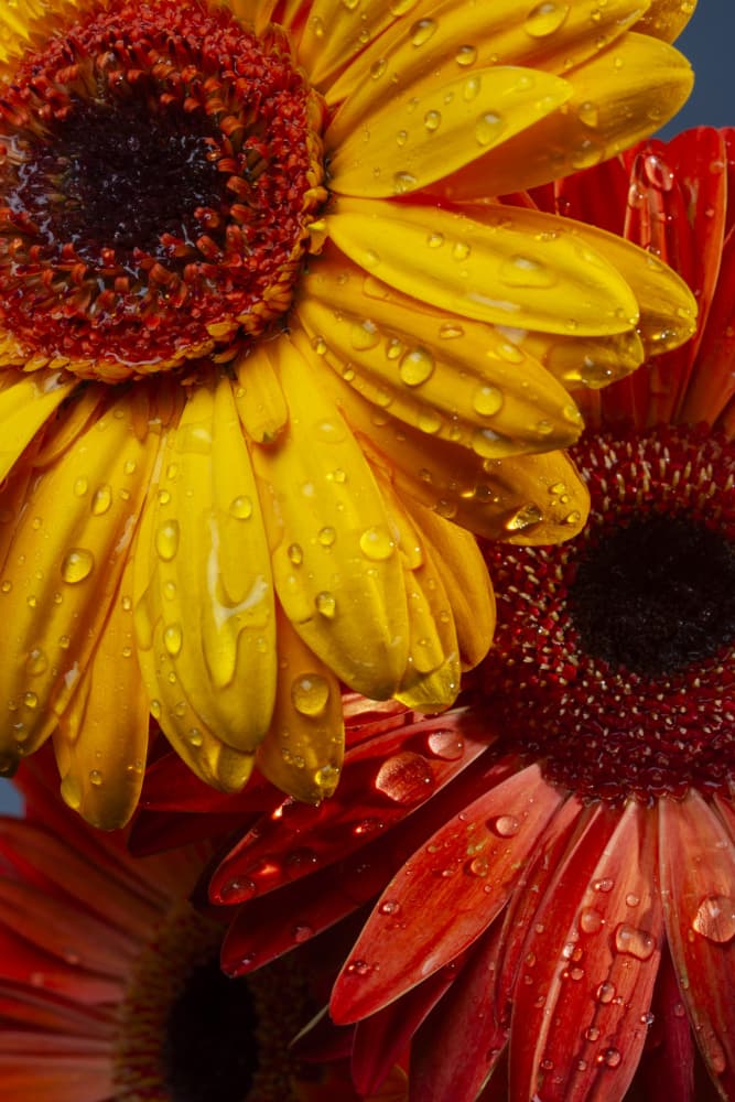Vibrant Gerbera Droplets by engin akyurt — canvas wall art