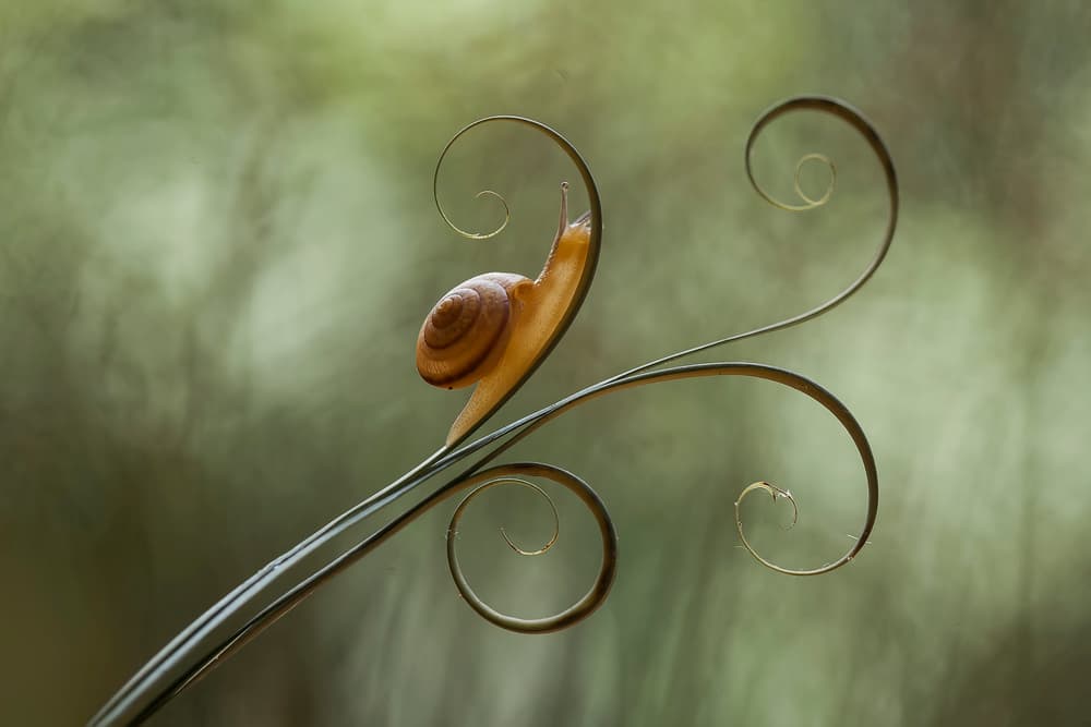 Snail on Spiral Plant by Abdul Gapur Dayak — canvas wall art