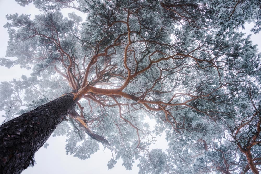Frosted Pine Canopy by Ales Krivec — canvas wall art