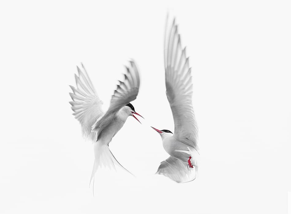 Avian Encounter by Fabiola Forns — canvas wall art