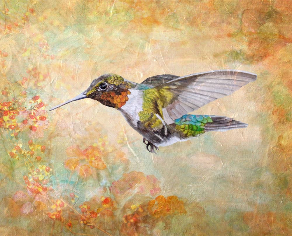 Ruby Throated Hummingbird by Angeles M. Pomata — canvas wall art
