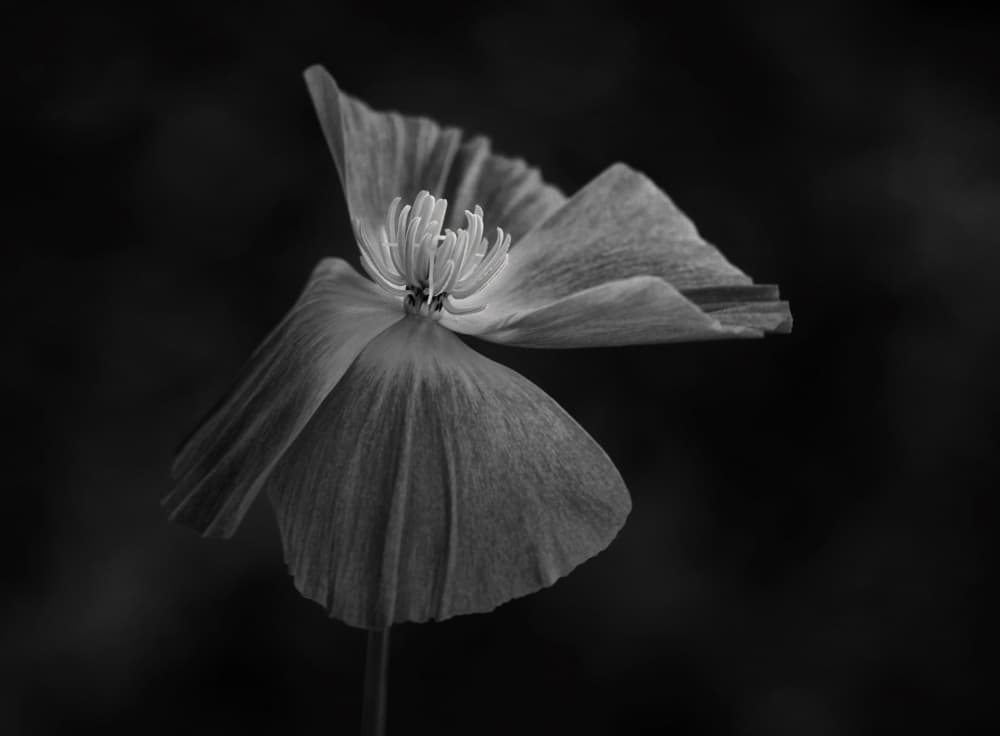 Soft Poppy Bloom by Lotte Grønkjær — canvas wall art