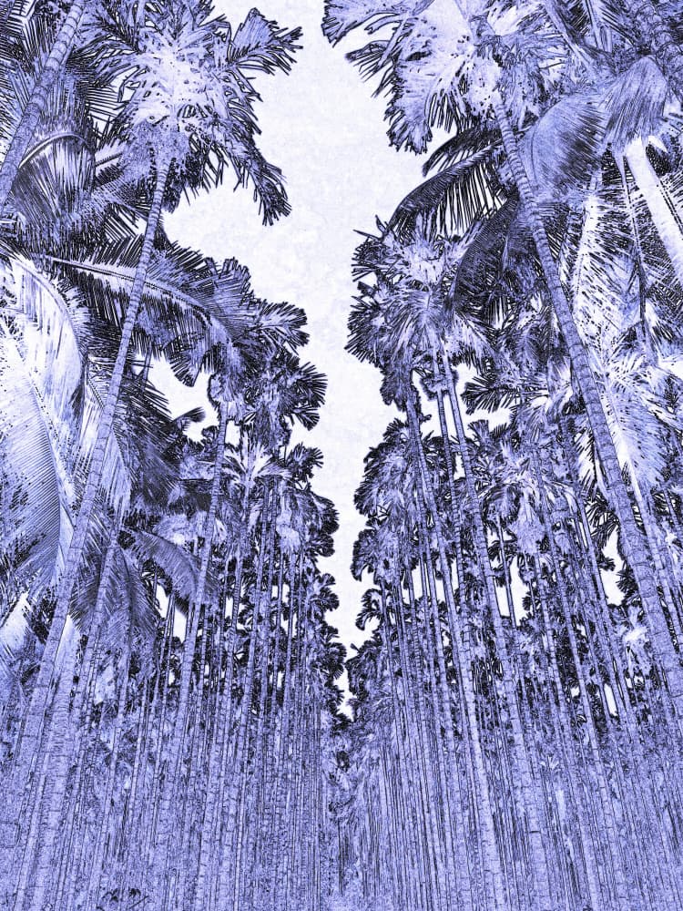 Indigo Palm Forest by Santhosh ch — canvas wall art